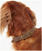 Barbour Leather Dog Collar