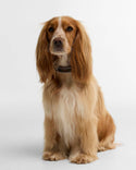 Barbour Reflective Tartan Dog Collar
