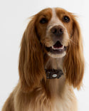 Barbour Reflective Tartan Dog Collar