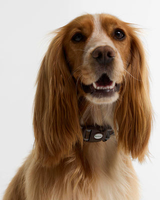 Barbour Reflective Tartan Dog Collar
